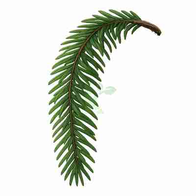 Abies alba `Pendula` (Jodła pospolita)