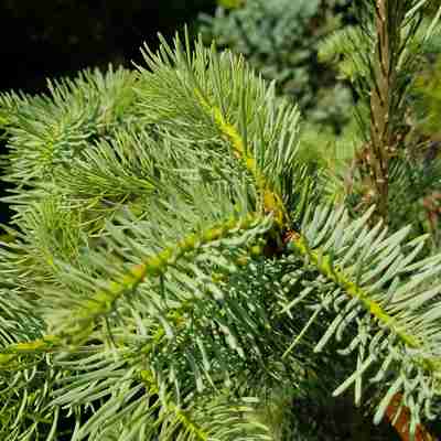 Abies concolor (Jodła jednobarwna)