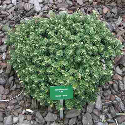 Abies koreana `Cis` (Jodła koreańska)