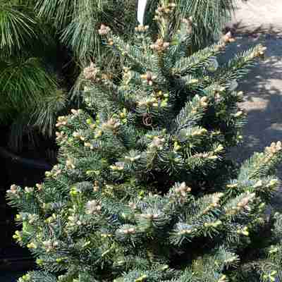 Abies lasiocarpa `Compacta` (Jodła górska)