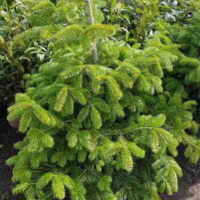 Abies nordmanniana (Jodła kaukaska)
