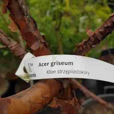 Acer griseum (Klon strzępiastokory)