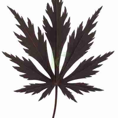 Acer palmatum `Black Lace` (Klon palmowy)