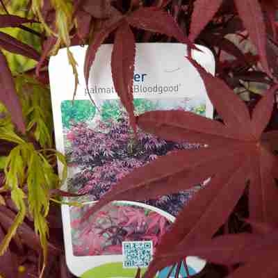 Acer palmatum `Bloodgood` (Klon palmowy)
