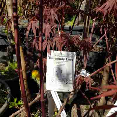 Acer palmatum `Burgundy Lace` (Klon palmowy)