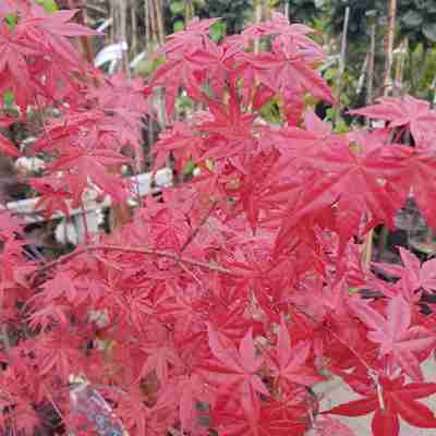 Acer palmatum `Deshojo` (Klon palmowy)