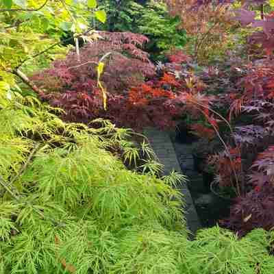 Acer palmatum `Dissectum Filigree` (Klon palmowy)