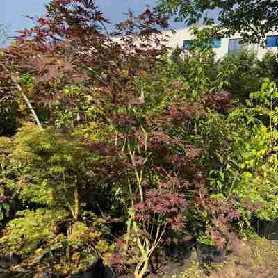 Acer palmatum `Shojo nomura` (Klon palmowy)