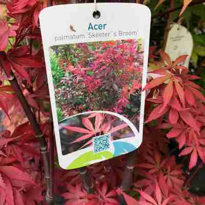 Acer palmatum `Skeeter's Broom` (Klon palmowy)