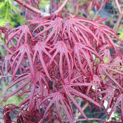 Acer palmatum `Trompenburg` (Klon palmowy)