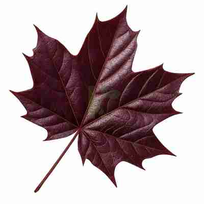 Acer platanoides `Crimson Sentry` (Klon pospolity)