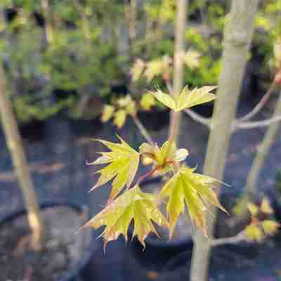 Acer platanoides `Pacific Sunset Warrenred` (Klon pospolity)