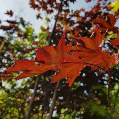Acer platanoides `Royal Red` (Klon pospolity)