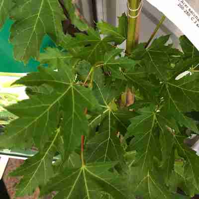 Acer saccharinum `Pyramidale` (Klon srebrzysty)