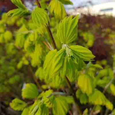 Acer shirasawanum `Aureum` (Klon Shirasawy)