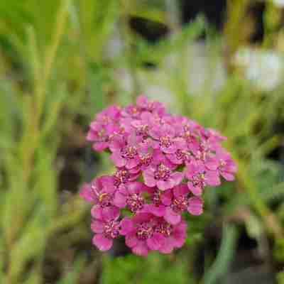 Achillea millefolium `Purpurglut` (Krwawnik pospolity)