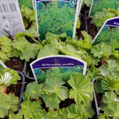 Alchemilla mollis (Przywrotnik miękki)