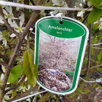 Amelanchier laevis (Świdośliwa gładka)