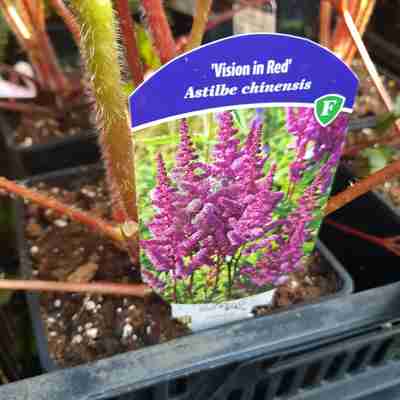 Astilbe chinensis `Vision in Red` (Tawułka chińska)