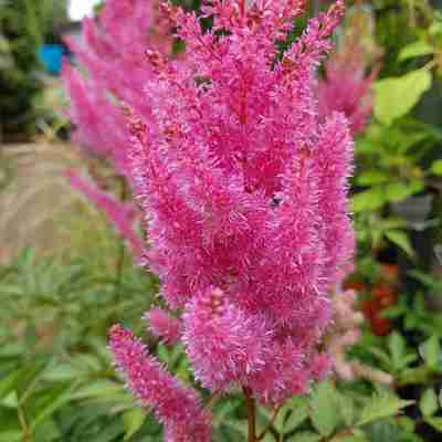 Astilbe x arendsii `Gloria Purpurea` (Tawułka Arendsa)