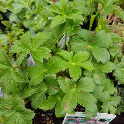 Astrantia major `Rubra` (Jarzmianka większa)