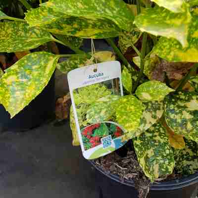 Aucuba japonica `Variegata` (Aukuba japońska)