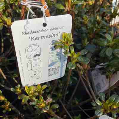 Azalea japonica `Kermesina` (Azalia japońska)