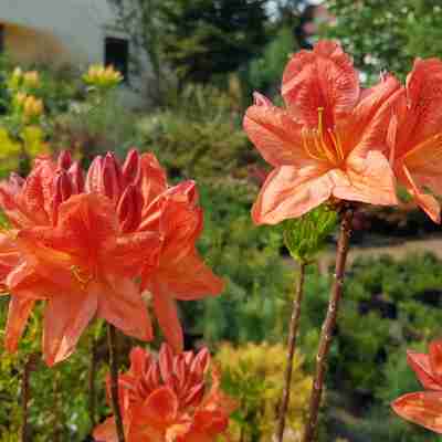 Azalea mollis `Spek's Orange` (Azalia omszona)
