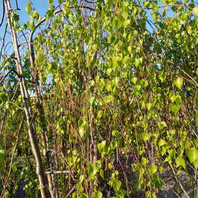 Betula pendula `Youngii` (Brzoza brodawkowata)