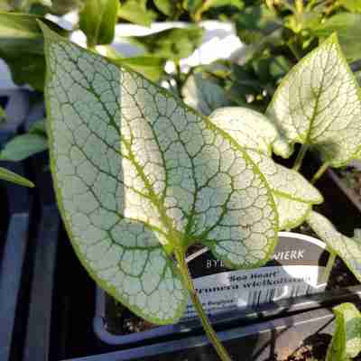 Brunnera macrophylla `Sea Heart` (Brunnera wielkolistna)