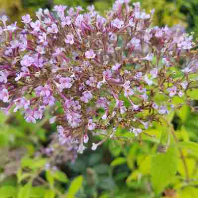 Buddleja davidii `Gulliver` (Budleja Dawida)