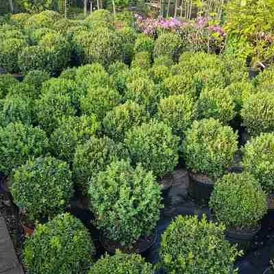 Buxus sempervirens (Bukszpan wieczniezielony)