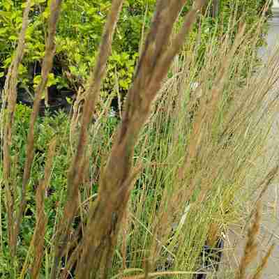 Calamagrostis x acutiflora `England` (Trzcinnik ostrokwiatowy)