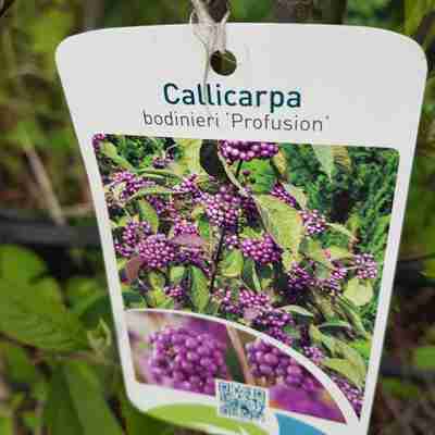Callicarpa bodinieri `Profusion` (Pięknotka Bodiniera)