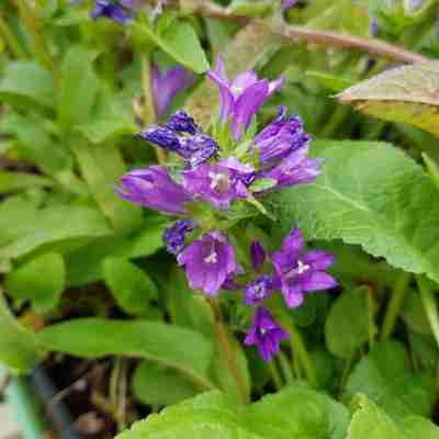 Campanula glomerata `Acaulis` (Dzwonek skupiony)