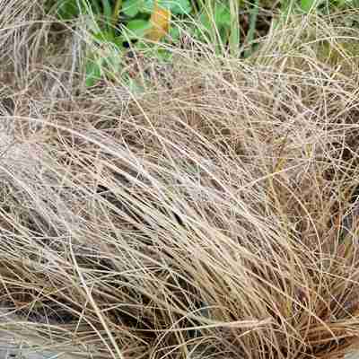 Carex comans `Bronze Form` (Turzyca włosowa)