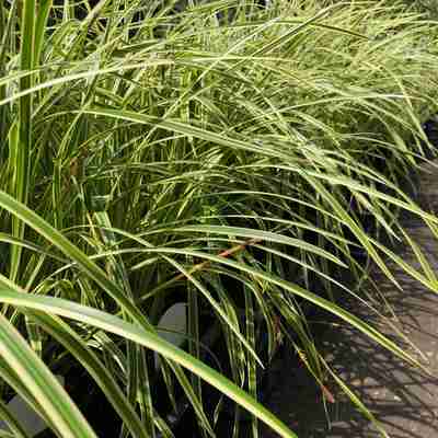 Carex morrowii `Vanilla Ice` (Turzyca Morrowa)