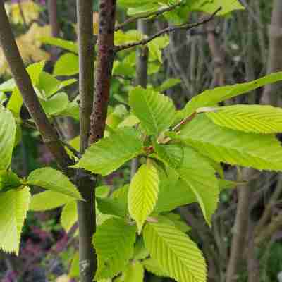 Carpinus betulus `Fastigiata` (Grab pospolity)