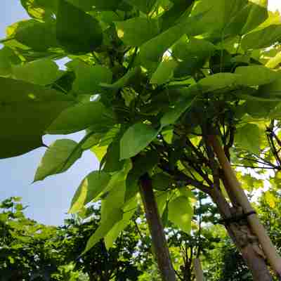 Catalpa bignonioides `Nana` (Surmia bignoniowa)