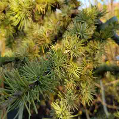 Cedrus atlantica `Aurea` (Cedr atlaski)