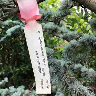 Cedrus atlantica `Glauca` (Cedr atlaski)