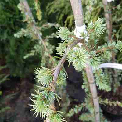 Cedrus atlantica `Glauca Pendula` (Cedr atlaski)