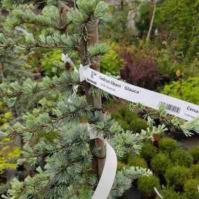 Cedrus libani `Glauca` (Cedr libański)