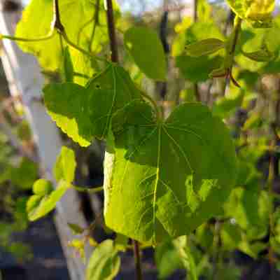 Cercidiphyllum japonicum `Pendulum` (Grujecznik japoński)
