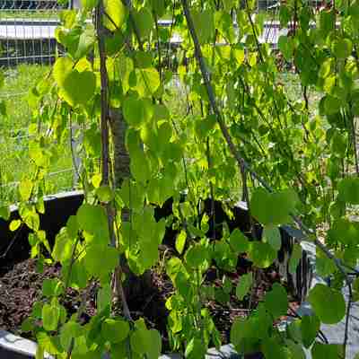 Cercis canadensis (Judaszowiec kanadyjski)