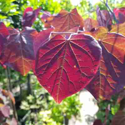 Cercis canadensis `Forest Pansy` (Judaszowiec kanadyjski)