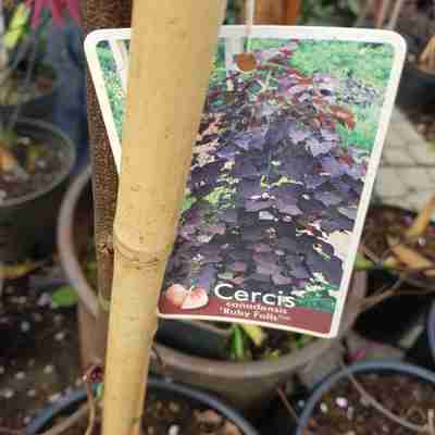 Cercis canadensis `Ruby Falls` (Judaszowiec kanadyjski)