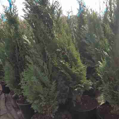 Chamaecyparis lawsoniana `Columnaris` (Cyprysik Lawsona)
