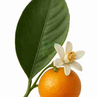 Citrus reticulata (Mandarynka)