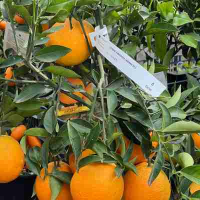 Citrus sinensis (Pomarańcza chińska)